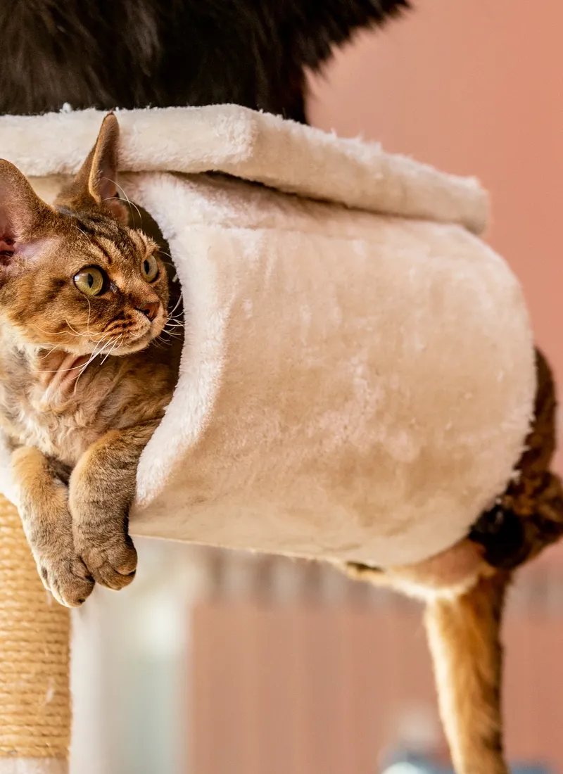 Cat resting on a cat tree in a calm, pet-friendly living space