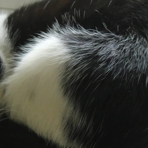 Soft, comfortable resting area for a pet